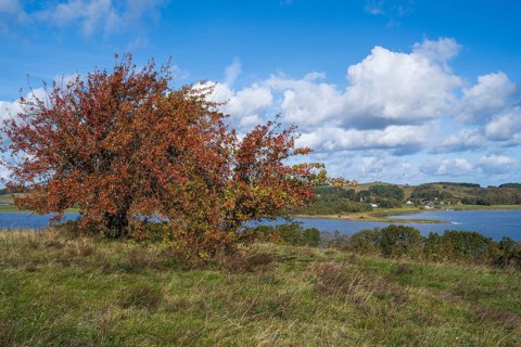 Tree with autumn colors on the high bank of Klein Zicker, nature reserve, behind Groß Zicker,