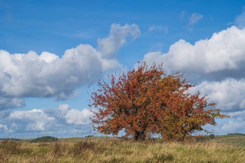 Tree with autumn colors on the high bank of Klein Zicker, exposed, white clouds, nature reserve,