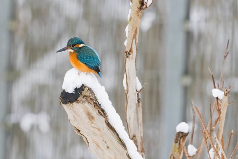 A kingfisher (Alcedo atthis) sits on a snow-covered branch and looks down, Hesse, Germany