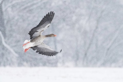 A greylag goose (Anser anser) flies through a snowy winter landscape during snowfall, Hesse,