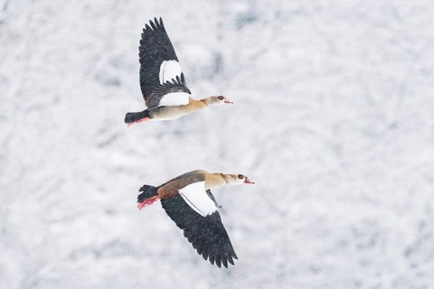 Two i Nile Geese (Alopochen aegyptiacus) flying synchronously in a snowy environment during
