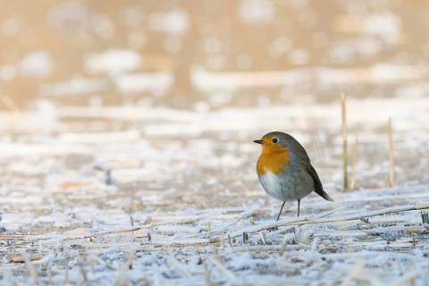 A robin (Erithacus rubecula) stands on a frost-covered ground and conveys a feeling of cold and