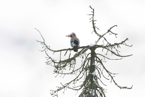 A jay (Garrulus glandarius) sits on a snow-covered treetop and holds a peanut in its beak, Hesse,