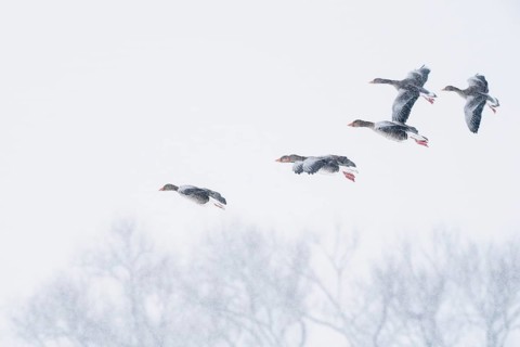 A group of greylag geese (Anser anser) flying through a snowy sky, Hesse, Germany
