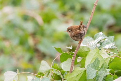A wren (Troglodytes troglodytes) sitting on a branch surrounded by green leaves, Hesse, Germany
