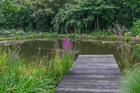 Wooden walkway over a quiet pond surrounded by dense vegetation and trees, North Rhine-Westphalia,
