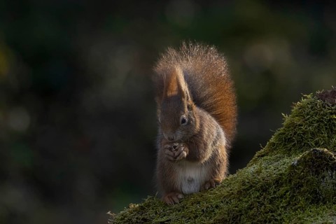Red squirrel (Sciurus) on rootstock