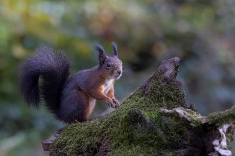 Red squirrel (Sciurus) sitting on a rootstock
