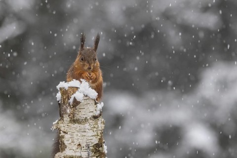 Red squirrel (Sciurus) sitting on a dead birch tree during snowfall