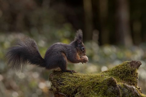 Dark squirrel (Sciurus) eats walnut on rootstock