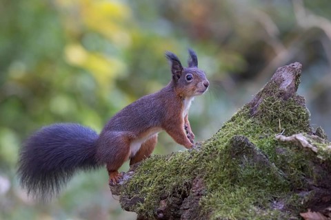 Red squirrel (Sciurus) on a rootstock