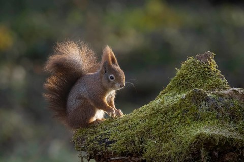 Red squirrel10 Squirrel (Sciurus) sitting on rootstock