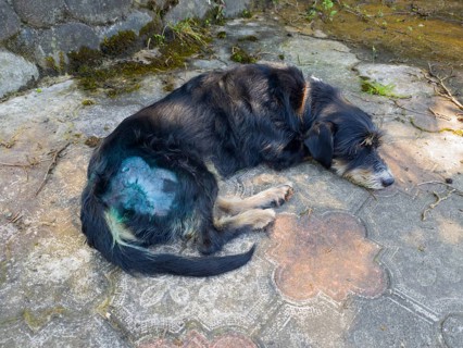 An injured dog lies sad on a paved ground, healing visible, stitched wound is disinfected and heals