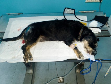 A dog is lying unconscious on a veterinary table, probably under medical treatment, dog bite from a