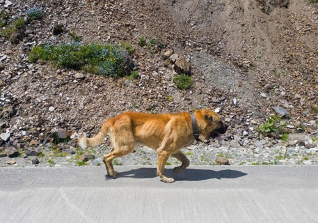Brown dog runs along a road in a mountainous, rocky area, Kangal, Ushguli, Georgia