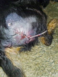 Close-up of a freshly stitched wound on a dog's backside, visible stitches, dog bite from a kangal