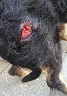 Close-up of a serious wound in a dog's coat, clear signs of injury, dog bite from a kangal, mixed