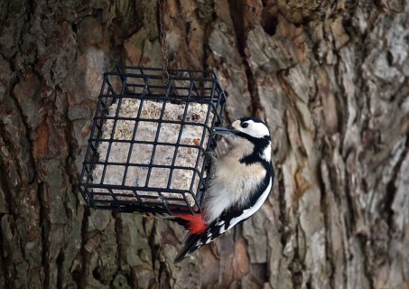 Great spotted woodpecker, (Dendrocopos major) eats fat food, bird feeder in winter,