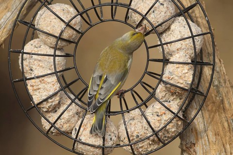 Greenfinch (Chloris chloris) at the winter feeding site, Allgäu, Bavaria, Germany, Allgäu, Bavaria,