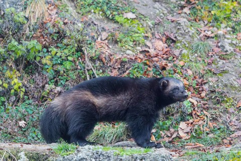A wolverine (Gulo gulo) stands on a rocky slope covered in green vegetation. Finland