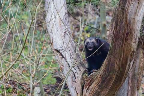 A wolverine (Gulo gulo) sits in a dead tree standing on a rocky slope covered with green vegetation