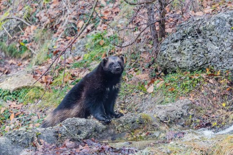 A wolverine (Gulo gulo) sits by a small stream on a rocky slope covered in green vegetation.