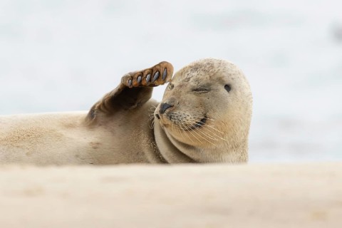 Common or Harbor or Harbour seal (Phoca vitulina) adult animal sleeping on a seaside beach,