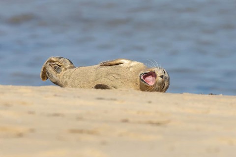 Common or Harbor or Harbour seal (Phoca vitulina) adult animal yawning on a seaside beach, England,
