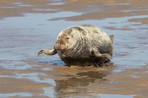 Atlantic grey seal (Halichoerus grypus) adult animal surfing over a beach, England, United Kingdom