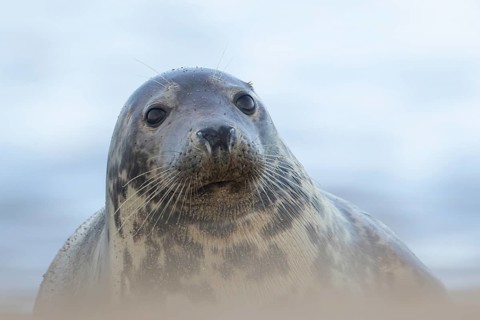 Atlantic grey seal (Halichoerus grypus) adult animal head portrait, England, United Kingdom