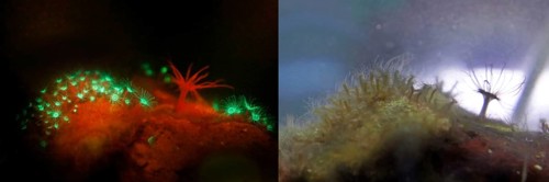 Fluorescent jellyfish polyps (green) and a sea anemone (Actiniaria), the glass rose (Aiptasia)