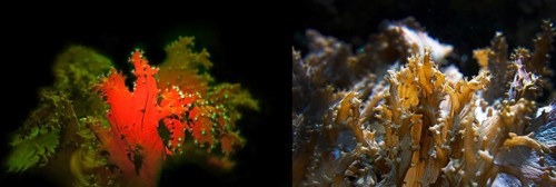 Soft coral (Sinularia brassica), fluorescent (left) and in daylight (right), Octocorallia,
