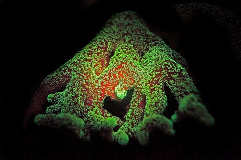 Green and red fluorescent, large polyp stony coral (Montiopra sp), Hexacorallia, Scleractinia,
