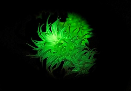 Green fluorescent sea anemone (Actiniaria), biofluorescence, fluorescence, colourful, night, night
