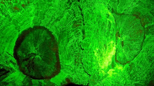 Green fluorescent disc anemone (Trachyphyllia sp, Hexacorallia, Corallimorpharia, biofluorescence,