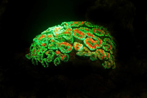 Green and red fluorescent, large polyp stony coral (Micromussa lordhowensis), Hexacorallia,