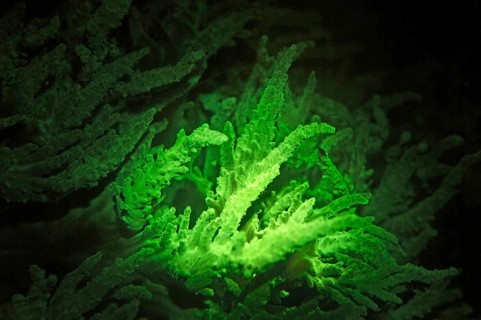 Green fluorescent soft coral (Lobophytum sp.), Octocorallia, biofluorescence, fluorescence,