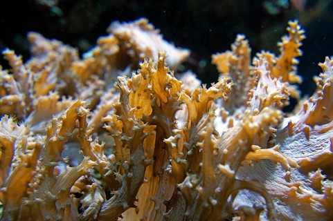 Soft coral (Sinularia brassica), Octocorallia, colour in daylight, coral reef, Indo-Pacific,