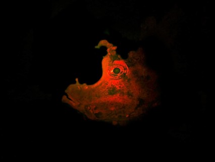 Tentacle scorpionfish (Rhinopias frondosa), portrait, fluorescent, biofluorescence, fluorescence,