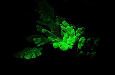 Soft coral (Lobophytum sp.), green fluorescent), Octocorallia, biofluorescence, fluorescence,