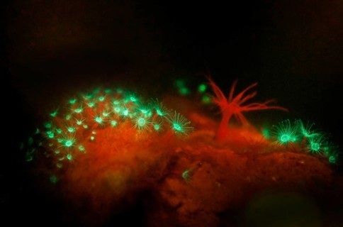 Jellyfish polyps (green) and a sea anemone (Actiniaria), the glass rose (Aiptasia) (red) (right),