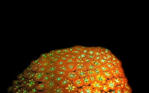 Pineapple coral (Blastomussa merleti), large polyp stony coral, Hexacorallia, biofluorescence,