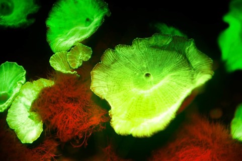 Green fluorescent disc anemone (Discosoma sp, Hexacorallia, Corallimorpharia, biofluorescence,