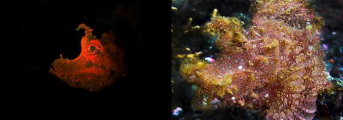 Tentacle scorpionfish (Rhinopias frondosa), fluorescent (left) and in daylight (right),