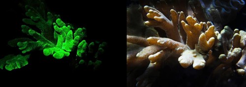 Soft coral (Lobophytum sp.), fluorescent (left) and in daylight (right), Octocorallia,