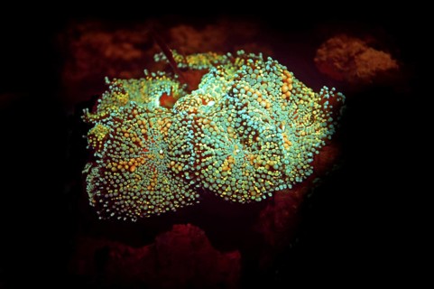 Fluorescent disc anemone (Ricordea sp, Hexacorallia, Scleractinia, biofluorescence, fluorescence,