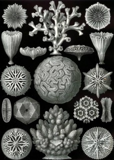 Stony corals (Scleractinia), Hexacorallia, drawings by Ernst Häckel from 'Kunstformen der Natur',
