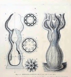 Soft coral (Monoxenia darwinii), Hexacorallia, Six-rayed flowering animals, drawings Ernst Häckel,
