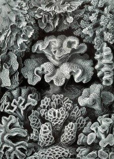 Soft corals, hexacorallia, six-pointed flower animals, drawings from 'art forms of nature', Ernst