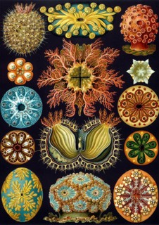 Slice anemones, Octocorallia, drawings by Ernst Haeckel from 'Art Forms of Nature', plate 49,